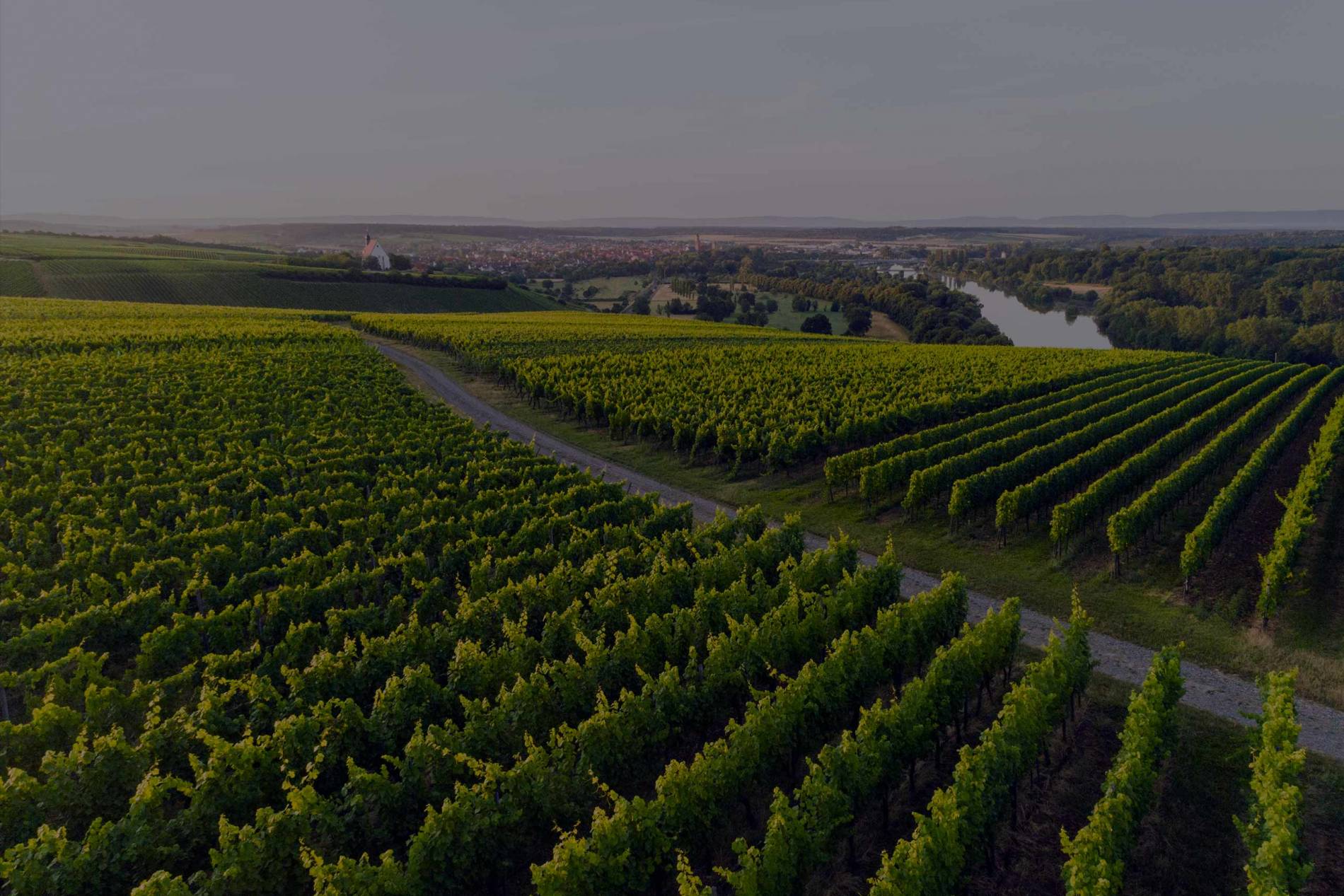 Blick auf Weinberge in Franken